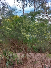 Acacia cognata