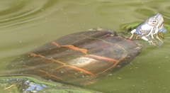 Chrysemys picta picta