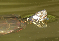 Chrysemys picta picta