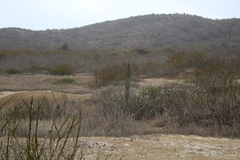 Armatocereus cartwrightianus