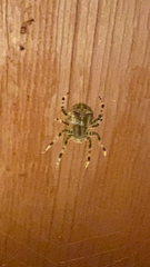 Araneus gemmoides