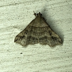 Phalaenophana pyramusalis