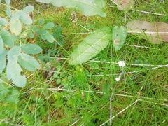 Trichophorum alpinum