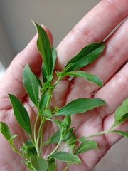 Ditaxis humilis