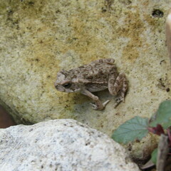Rhinella