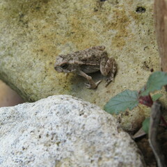 Rhinella