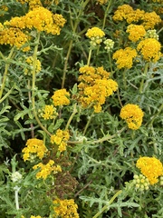 Eriophyllum staechadifolium