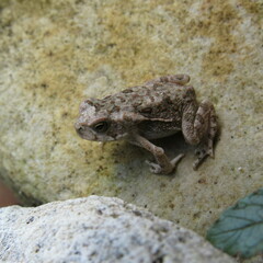 Rhinella