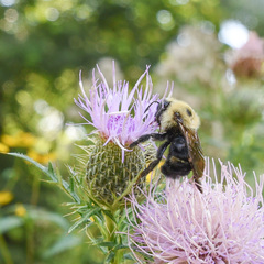 Bombus citrinus
