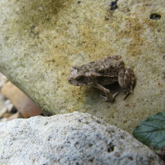 Rhinella