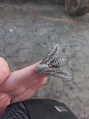 Erinnyis ello encantada