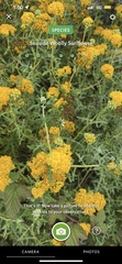 Eriophyllum staechadifolium