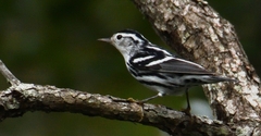 Mniotilta varia
