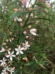 Philotheca myoporoides