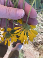 Verbesina encelioides