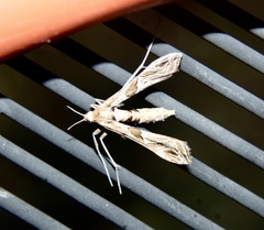 Lineodes interrupta