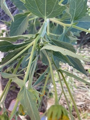 Verbesina encelioides