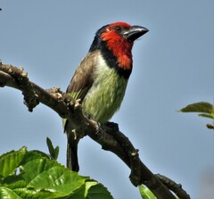 Lybius torquatus torquatus