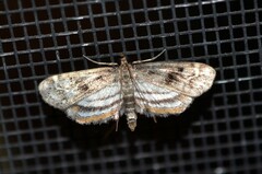 Parapoynx obscuralis