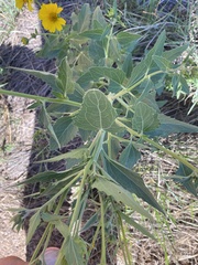 Verbesina encelioides