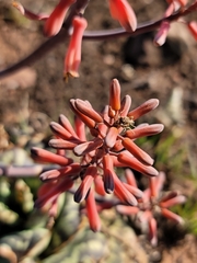 Aloe grandidentata
