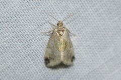 Maliattha synochitis