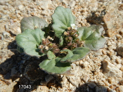 Phacelia neglecta