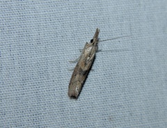 Macrorrhinia endonephele