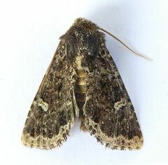 Hexorthodes senatoria