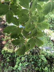Acer griseum