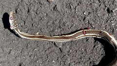 Masticophis taeniatus