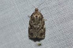 Choristoneura fumiferana