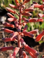 Aloe grandidentata