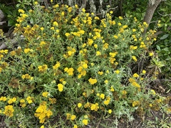 Eriophyllum staechadifolium