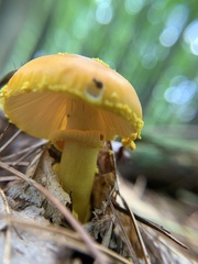 Amanita flavoconia