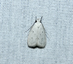 Inga cretacea