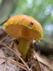 Amanita flavoconia