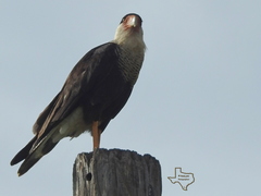 Caracara plancus