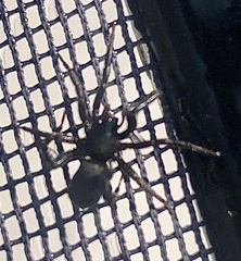 Zelotes