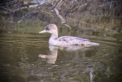 Lophodytes cucullatus