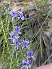 Ipomopsis multiflora