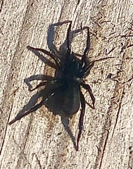 Zelotes