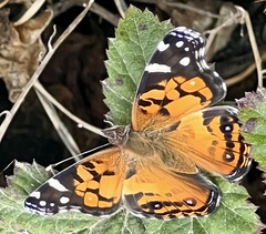 Vanessa virginiensis