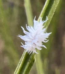 Cryptolaemus montrouzieri