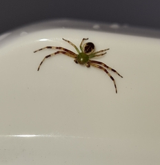 Australomisidia pilula