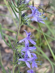 Ipomopsis multiflora