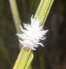 Cryptolaemus montrouzieri