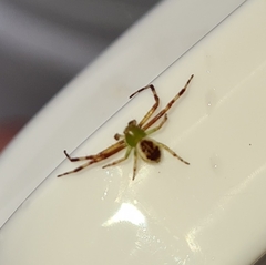 Australomisidia pilula