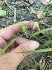Carex intumescens
