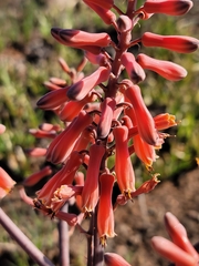 Aloe grandidentata